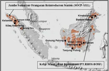 Figure 1 Map of release sites and distribution of wild orangutans (orange color) (Picture by Perry van Duijhoven) 