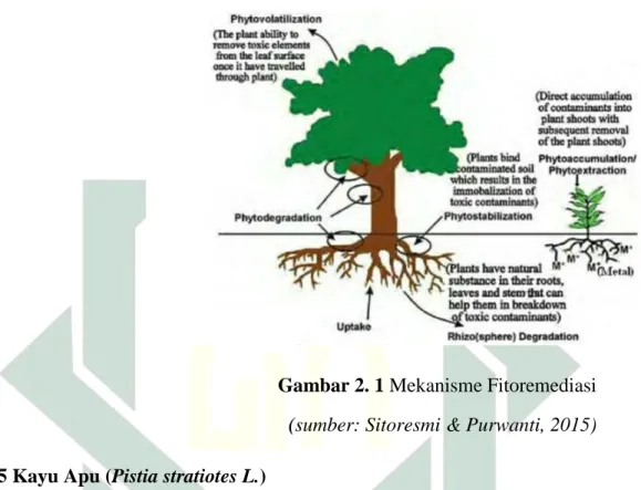 Gambar 2. 1 Mekanisme Fitoremediasi  (sumber: Sitoresmi &amp; Purwanti, 2015)  2.5 Kayu Apu (Pistia stratiotes L.) 