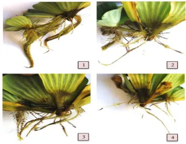 Gambar 1. Morfologi Akar  Pistia stratiotes L. pada Medium dengan Berbagai  Konsentrasi Cd