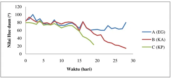 Gambar 4. Grafik Nilai Hue Daun Tanaman Uji Selama Penelitian 