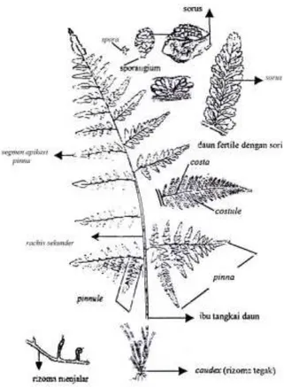 Gambar 2.4 Struktur Tumbuhan Paku Sejati (De Winter dan  Amaroso, 2003 seperti dikutip dalam Novasari, 2011)