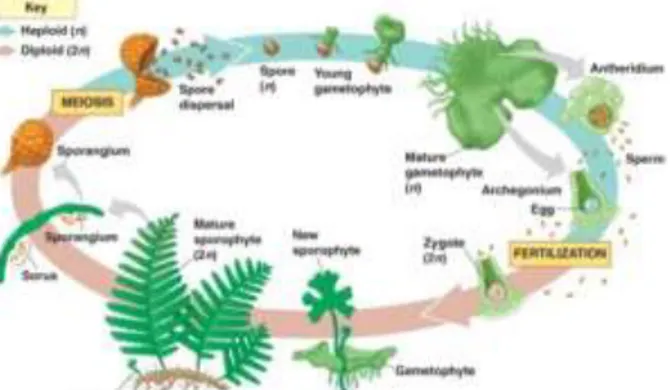 Gambar 2.5 Siklus hidup tumbuhan paku   (Sumber : Calver (2009) 