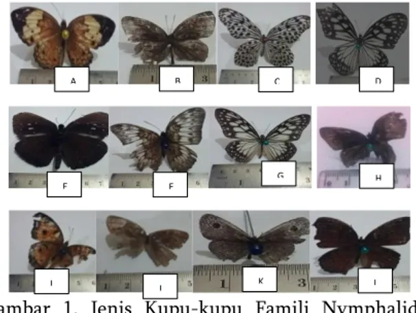 Gambar  1.  Jenis  Kupu-kupu  Famili  Nymphalidae  yang ditemukan. (A)  Cupha erymanthis, 