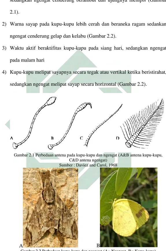 Gambar 2.1 Perbedaan antena pada kupu-kupu dan ngengat (A&amp;B antena kupu-kupu,  C&amp;D antena ngengat) 