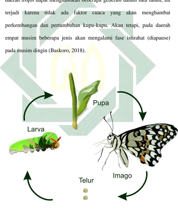 Gambar 2.7 Siklus hidup kupu-kupu  Sumber : Dokumentasi Pribadi 