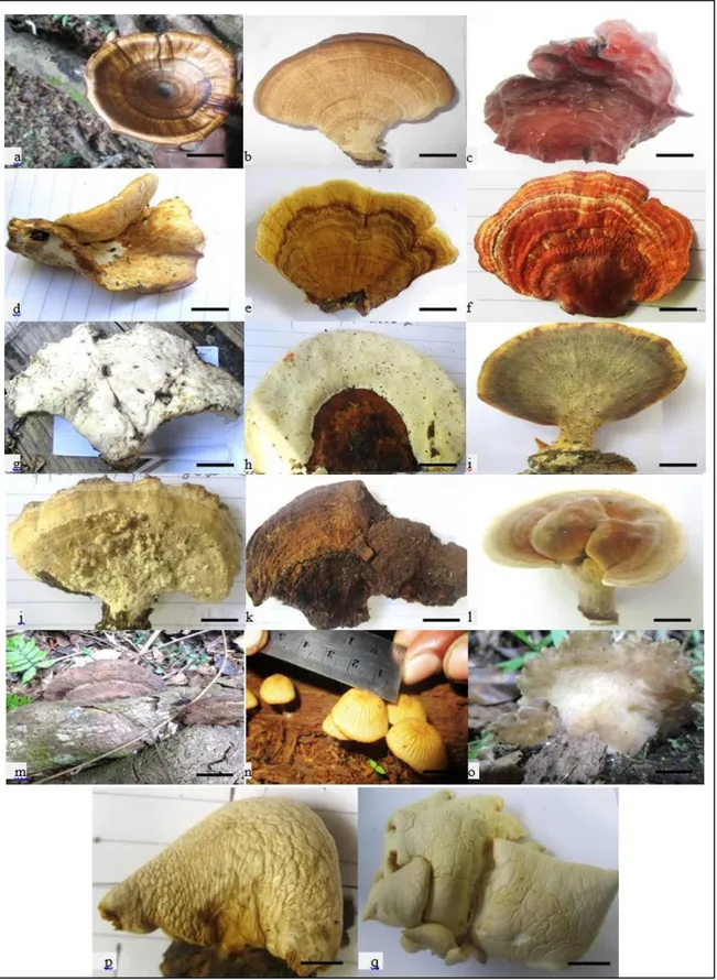 Gambar  3.  Spesies  jamur  yang  ditemukan:  a)  Microporus  sp;  b)  Polyporus  sp;  c)  Auricularia  polytricha;  d) 