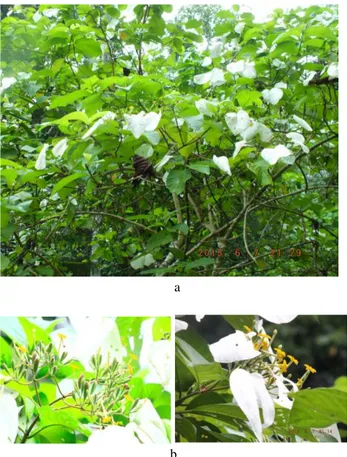Gambar  3.  Tanaman  musaenda  (a;  tanaman  musaenda  secara  keseluruhan,  b;  tanaman  musaenda  berbunga) 