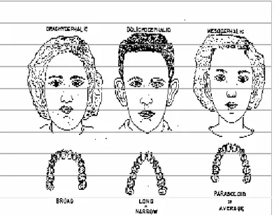 Gambar 10. Hubungan antara bentuk kepala dengan bentuk  lengkung gigi (Ardhana, 2009)