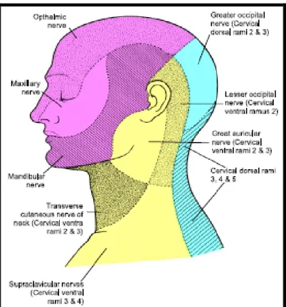 Gambar 6. Persyarafan sepetiga tengah wajah. (Bentsianov B,  Blitzer A. Facial anatomy