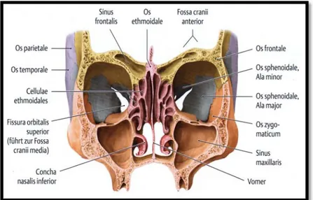 Gambar 4. sepertiga tengah wajah  dilihat dari arah anterior.  (Putz R,  Pabst R. Sobotta: Atlas anatomi manusia
