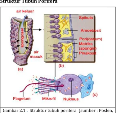 Gambar 2.1  .   Struktur tubuh porifera  (sumber : Poslen, 
