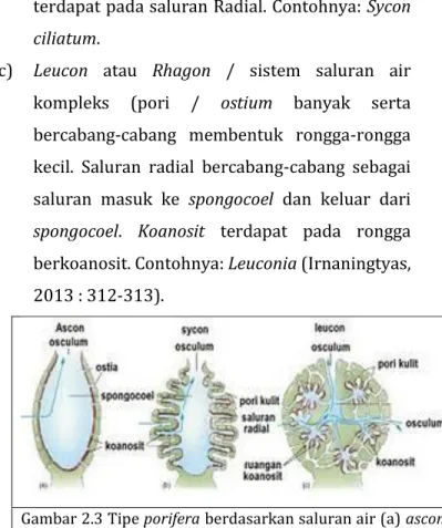 Gambar 2.3 Tipe porifera berdasarkan saluran air (a) ascon;  (b) sicon; dan (c) leucon (sumber : Irnaningtyas, 2013 :  312-313)