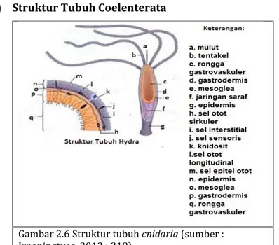 Gambar 2.6 Struktur tubuh cnidaria (sumber :  Irnaningtyas, 2013 : 318) 