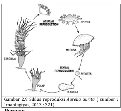 Gambar  2.9  Siklus  reproduksi  Aurelia  aurita  (  sumber  :  Irnaningtyas, 2013 : 321)