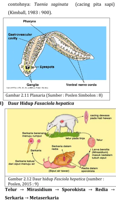 Gambar 2.11 Planaria (Sumber : Poslen Simbolon : 8)  3)  Daur Hidup Fasaciola hepatica   