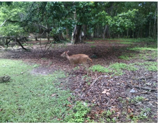 Gambar 2.2 Tanaman Langkap