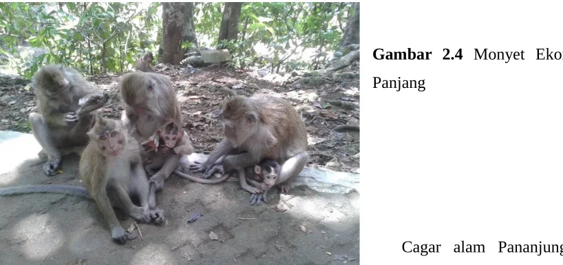 Gambar  2.4 Monyet  Ekor