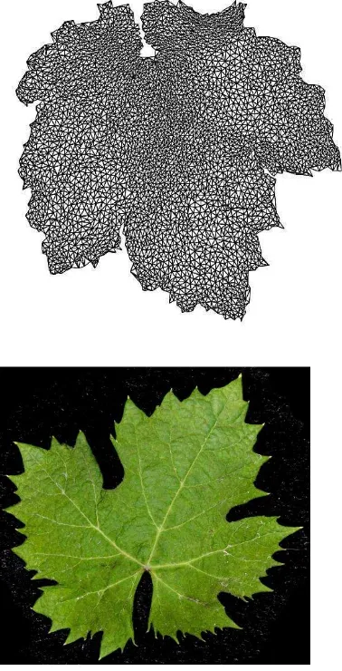 table of the traditional botanic atlas that is reproduced in Figure 16, b). In the first image the contours of the edge and of the structural nervations are notably more marked