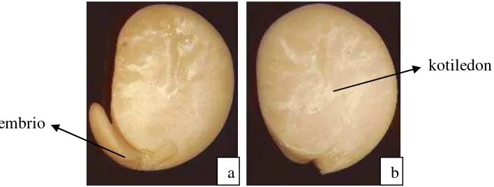 Gambar 2. (a) Eksplan kotiledon dengan embrio, (b) Eksplan biji setengah 