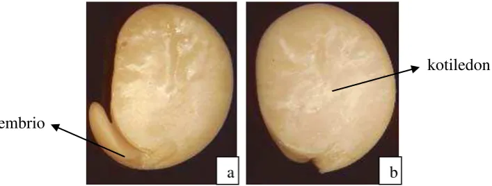 Gambar 2. (a) Eksplan kotiledon dengan embrio, (b) Eksplan biji setengah 