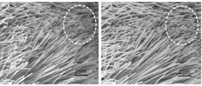 Gambar  1.20  susunan  selaras  Co-doped  ZnO  nanowires  yang  dibuat  dengan  endapan  uap  kimia,  memperlihatkan  peningkatan  depth  field  dengan  penambahan  jarak  kerja  Working  Distance  (WD)  dari  (a)  3mm  s/d  (b)  12  mm  diperlihatkan  den