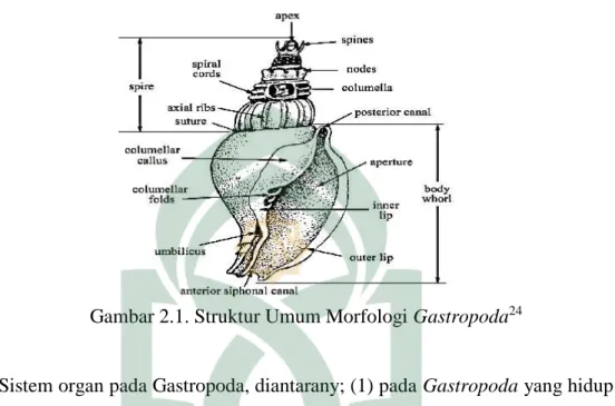 Gambar 2.1. Struktur Umum Morfologi Gastropoda 24