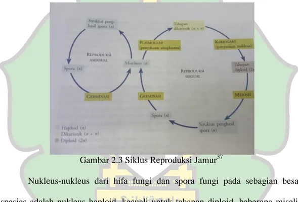 Gambar 2.3 Siklus Reproduksi Jamur 37