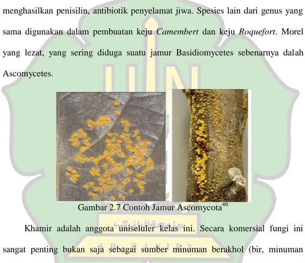 Gambar 2.7 Contoh Jamur Ascomycota 46