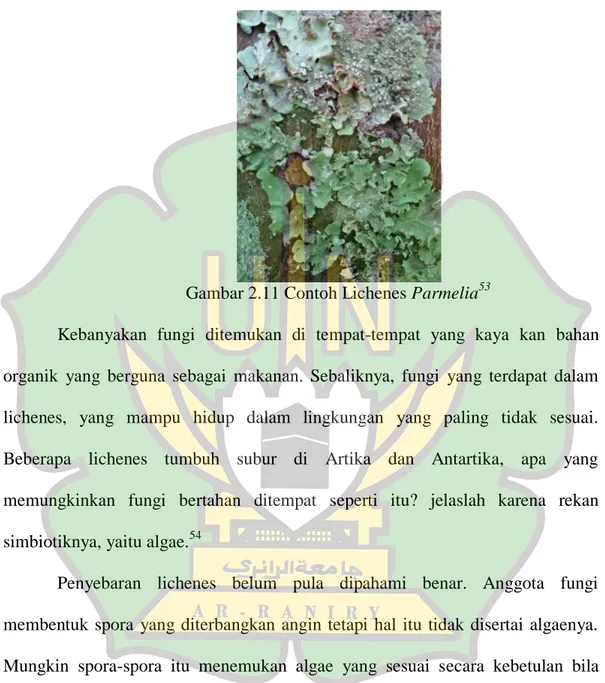 Gambar 2.11 Contoh Lichenes Parmelia 53