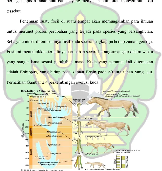 Gambar 2.4 Perkembangan evolusi kuda berdasarkan fosil yang               ditemukan 39