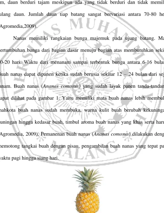 Gambar 1. Buah Nanas (Suprianto,2016) 