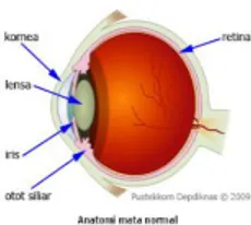 Gambar 2.2 Anatomi bagian-bagian mata manusia 