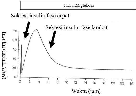 Gambar 1   Ilustrasi pola sekresi insulin pada pulau Langerhans pankreas yang  