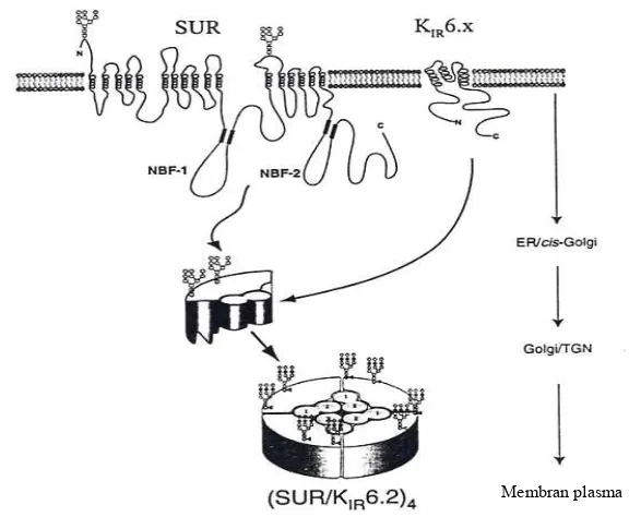 Gambar 2  Ilustrasi ATP-dependent K+ channel (K+ATP) (Bryan & Aguilar-Bryan, 2000).  
