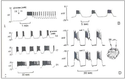 Gambar 4   Aktivitas elektrik sel β pakreas.    (Mears & Atwater, 2000) 