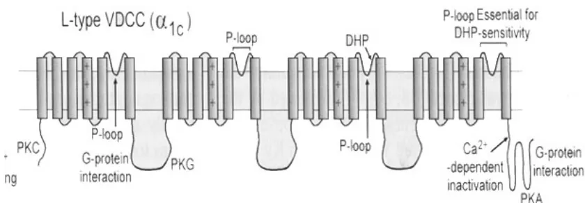 Gambar 6  Ilustrasi kanal kalsium yang bergantung tegangan lsitrik membran tipe-