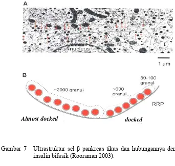 Gambar 7   Ultrastruktur sel β pankreas tikus dan hubungannya dengan sekresi 