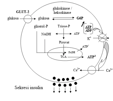 Gambar 11 Skema tiga sumber pembentukan ATP yang berasal dari alur 