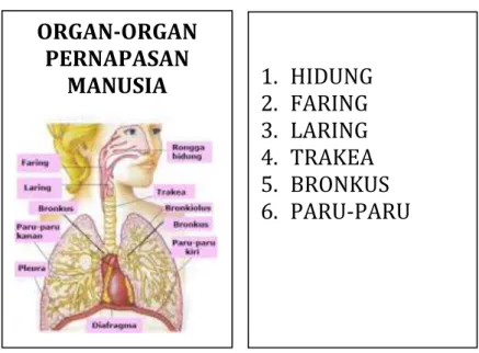 Gambar 2.3 Flashcard  Organ-organ Pernapasan Manusia   (Khanza, 2016) ORGAN-ORGAN PERNAPASAN MANUSIA    1