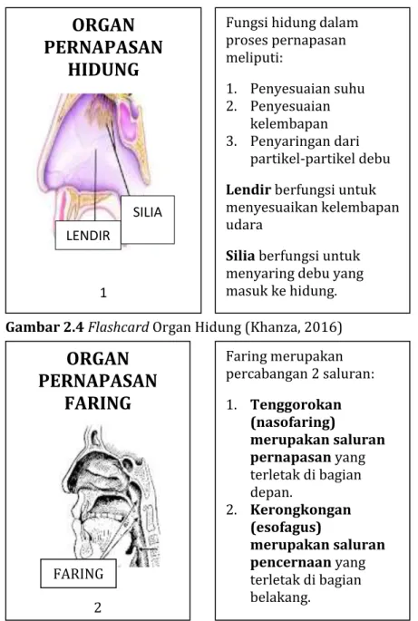 Gambar 2.4 Flashcard Organ Hidung (Khanza, 2016) 