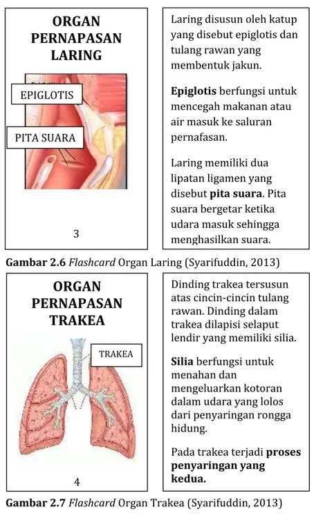 Gambar 2.6 Flashcard Organ Laring (Syarifuddin, 2013) 