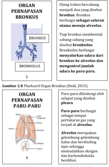 Gambar 2.8 Flashcard Organ Bronkus (Hedi, 2015) 