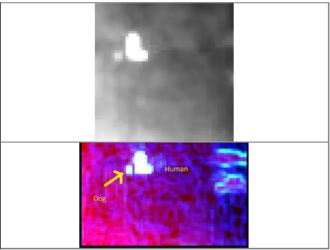 Figure 4. Samples of Lepton LWIR thermal imagery (top to down) of human taken from the ground, aerial terrain with flying height of 10 meters, and human, mannequin and dog from flying height of 15 meters