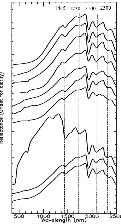 Figure 2. The averaged ASD spectral measurements used as representation of pure lichen spectra   