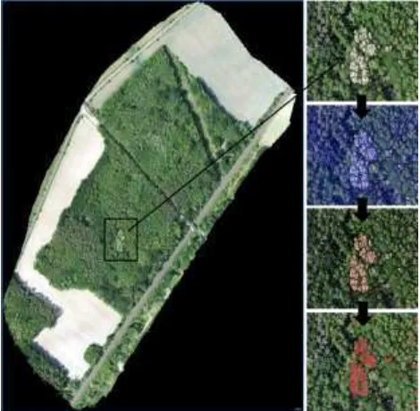 Figure 8. Detection of giant hogweed from UAV imagery using object oriented approach (resulting g