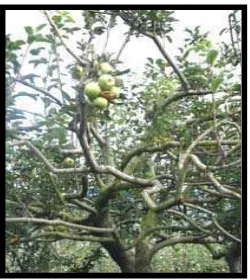 Gambar 2.9. Perkebunan apel  