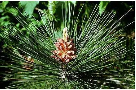 Gambar 1. Tumbuhan biji terbuka serta alat perkembangbiaknnya, contoh pada Pinus 