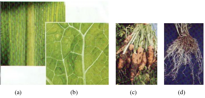 Gambar 3. Struktur pertulangan daun : Daun tumbuhan monokotil (a) , daun tumbuhan dikotil 