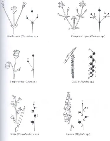 Gambar 12: Type bunga majemuk (Hickey, 2005) 