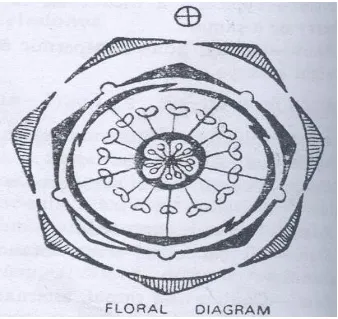 Gambar 13: Diagram bunga (Dutta, 1968)